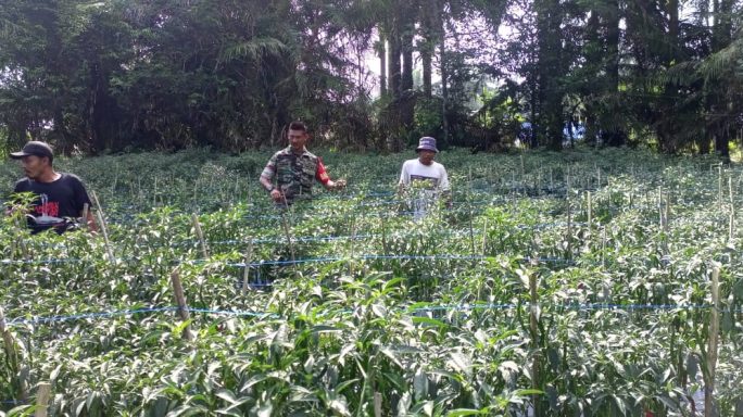Peran Aktif Babinsa 07/Kjm Dalam Ketahanan Pangan