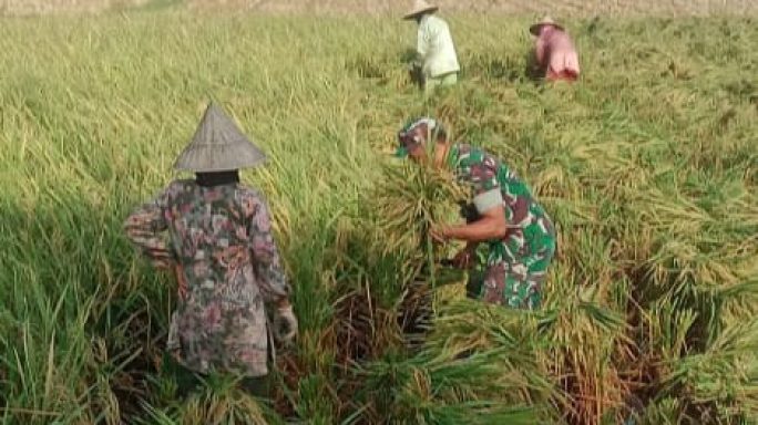 Meski Dengan Alat Manual, Babinsa Koramil 07/Jangka Antusias Bantu Panen Padi