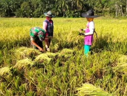 Babinsa Tanjung Mancang Bantu Petani Panen Padi