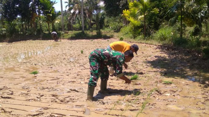 Genjot Percepatan Tanam Padi, Babinsa Abdya Bantu Ringankan Biaya Ongkos