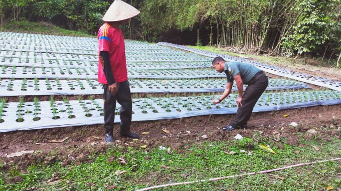 Babinsa Simpang Tiga Dampingi dan Bantu Petani Rawat Tanaman Bawang Merah