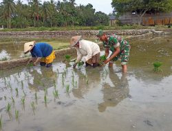 Babinsa Koramil 02/Samalanga Bantu Petani Tanam Padi