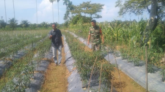 Didorong Babinsa, Warga Setia Ngetrend Bertani Cabai