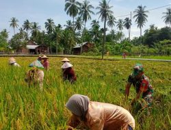 Pakai Arit, “Serda Jumadika Bantu Petani Panen Padi”.