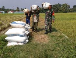 Babinsa Langsa Timur Bantu Petani Angkat Hasil Panen Padi
