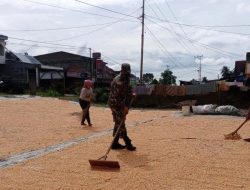 Babinsa Bantu Warga Binaan Jemur Jagung