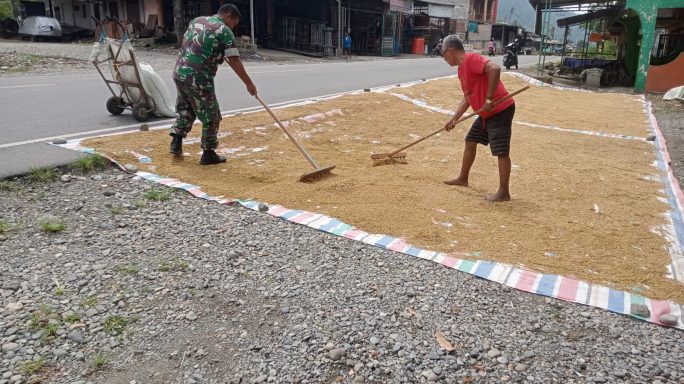 Selalu Hadir Bersama Masyarajat Babinsa Bantu Jemur Padi