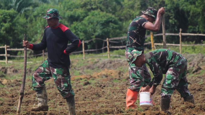 Dandim 0107/Asel Pimpin Penanaman Jagung di Lahan Hanpangan Pasie Raja