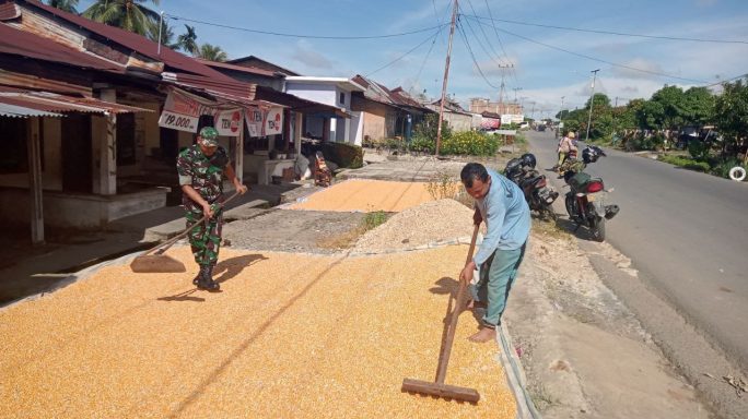 Laksanakan Pendampingan Babinsa Bantu Warga Jemur Jagung