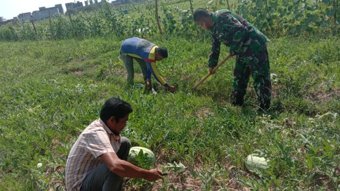 Babinsa Mutiara Barat Laksanakan Pendampingan Pertanian Bantu Petani Merawat Tanaman Semangka