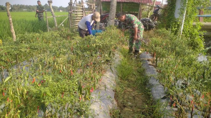Sukseskan Ketahanan Pangan Babinsa Bantu Petani Memanen Cabe