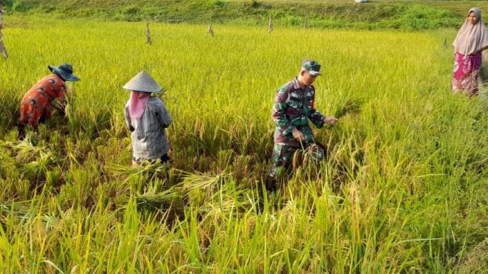 Babinsa Koramil 08/Gandapura Bantu Petani Panen Padi