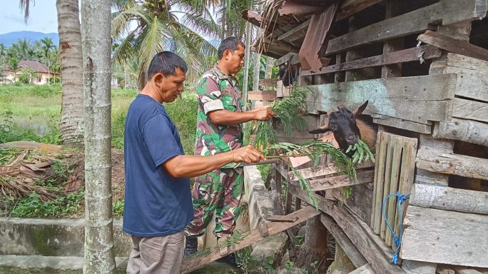Tingkatkan Potensi Di Wilayah Binaan Babinsa Sambangi Peternak Kambing