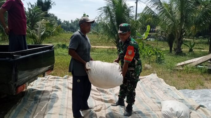Tibanya Musim Panen, Babinsa Darul Ihsan Dampingi Petani Jemur Padi