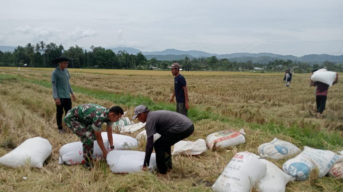Wujudkan Swasembada Pangan Babinsa Keumala Bantu Petani Angkut Hasil Panen Padi