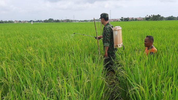 Antisipasi Gangguan Hama, Serma Chandra Semprot Padi Bersama Petani