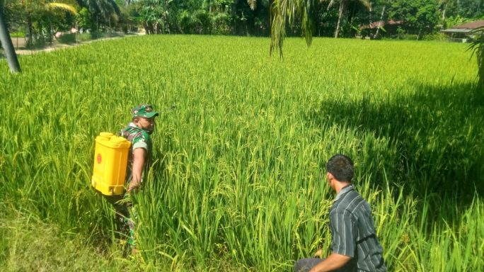 Cegah Hama, Babinsa Matang Sentang Bantu Semprot Padi Petani