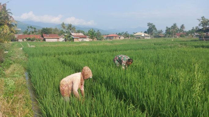 Babinsa Dampingi Petani Bersihkan Rumput Tanaman Padi