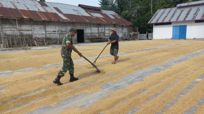 Babinsa Bantu Petani Jemur Padi Pasca Panen