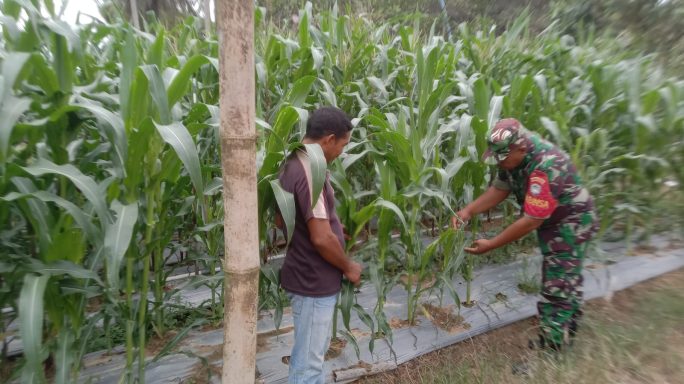 Sertu Abdullah Babinsa Koramil 05/Idr, Beri Motivasi Kegiatan inovatif Perkembangan Jagung Petani