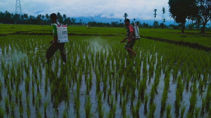 Kepedulian Babinsa Dampingi Petani Lakukan Penyemprotan Tanaman Padi Warga Desa Binaan