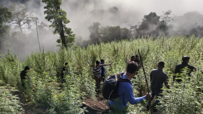 Personil Gabungan Korem 012/Teuku Umar berhasil menemukan Ladang Ganja 8,9 Hektar.