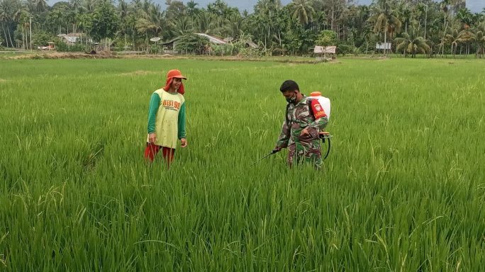 Dukung Keberhasilan Petani Babinsa Bantu Semprot Dan Pupuk Padi