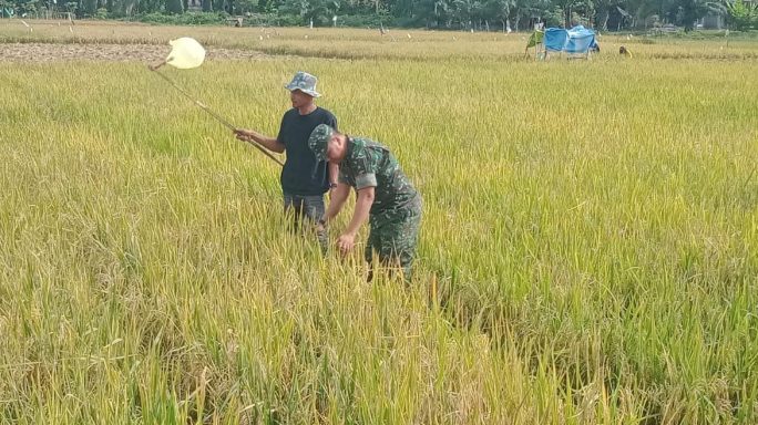 Pantau Perkembangan Padi Siap Panen, Babinsa Turun Kesawah lakukan Pendampingan