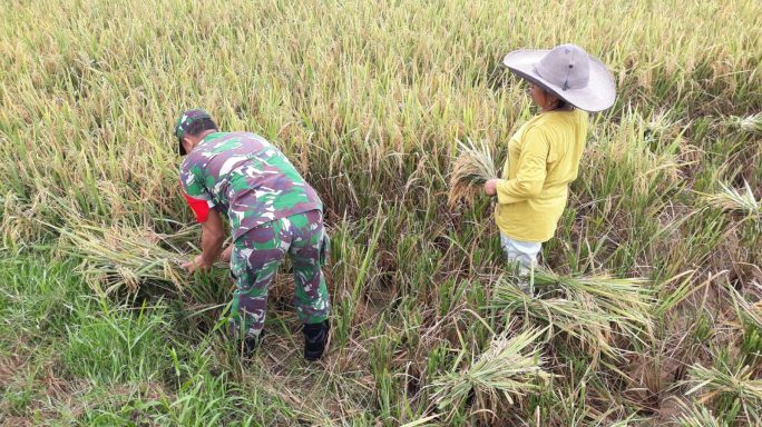 Puasa Tak Jadi Halangan, Babinsa Koramil 07/Kejuruan Muda Dampingi Petani Panen Padi