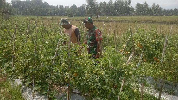 Babinsa Posramil Peusangan Siblah Krueng Komsos Dengan Petani Cara Mengatasi Hama Tomat