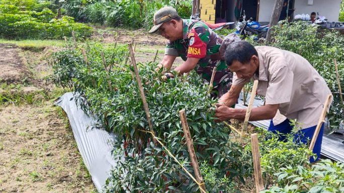 Tingkatkan Kesejahteraan Masyarakat, Babinsa Pos Ramil Tenggulun Koramil 07/Kejuruan Muda Bantu Petani Panen Cabe