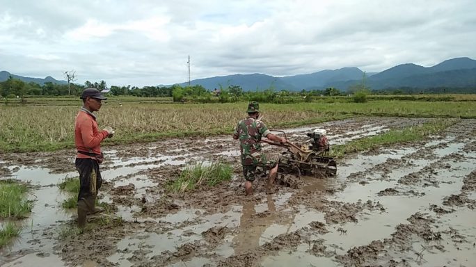 Dukung Swasembada Pangan Babinsa Geumpang Bantu Petani Bajak Sawah