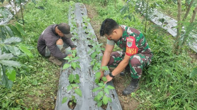 Babinsa Bantu Bersihkan Lahan Cabai Milik Warga Binaanya