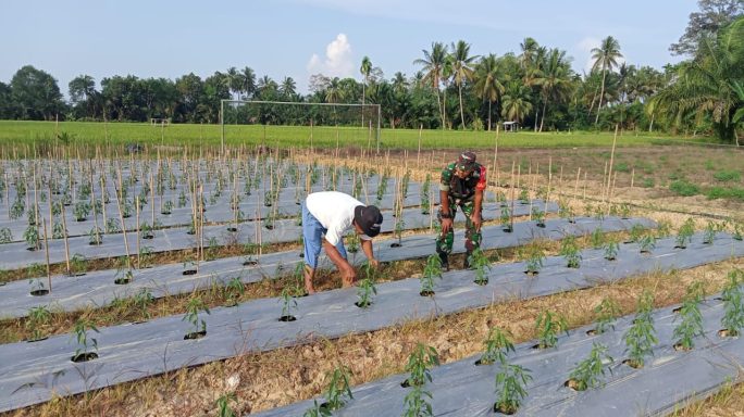Wujudkan Hasil Yang Maksimal, Babinsa Koramil 17/Idi Tunong Dampingi Petani Cabai