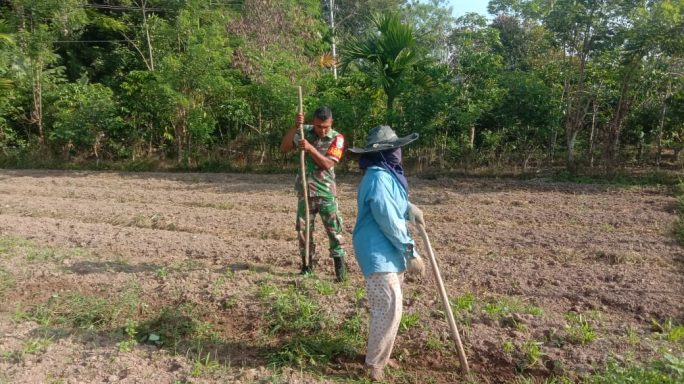 Wujudkan Swasembada Pangan, Babinsa Tangse Bantu Petani Siapkan Lahan Tanaman Timun dan Semangaka