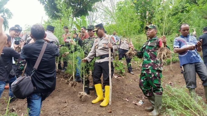 Tim Gabungan TNI-Polri dan BNN Musnahkan Satu Hektar Ganja di Pidie Jaya