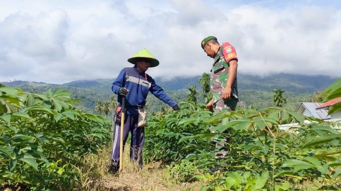 Dukung Swasembada Pangan Babinsa Bantu Penyiagan hama Tanaman Ubi Kayu petani