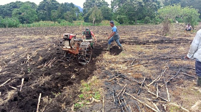 Sukseskan Ketahanan Pangan, Babinsa Bantu Petani Membajak Lahan