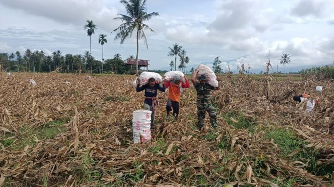 Kurangi Beban Warga Binaan Babinsa Bantu Angkat Jagung Hasil Panen