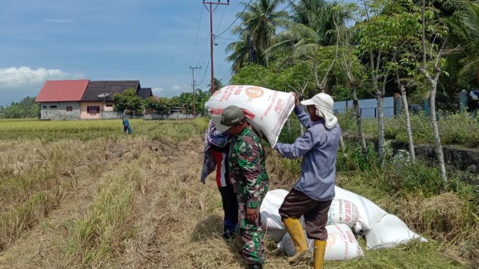 Babinsa Posramil Simpang Mamplam Angkut Hasil Panen Padi