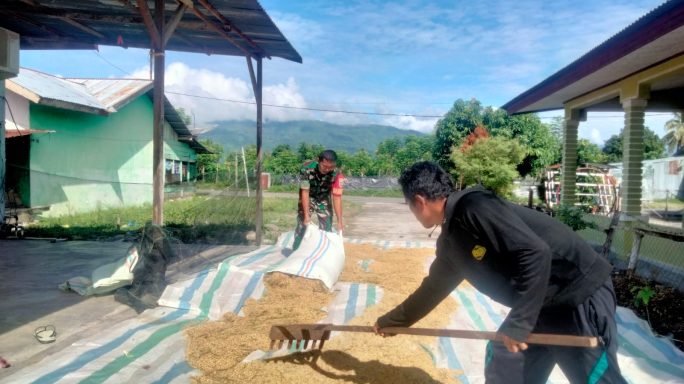Perkuat Komsos, Babinsa Bantu Petani Jemur Padi