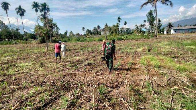 Wujud Pendampingan Babinsa Bantu Pupuk Jagung