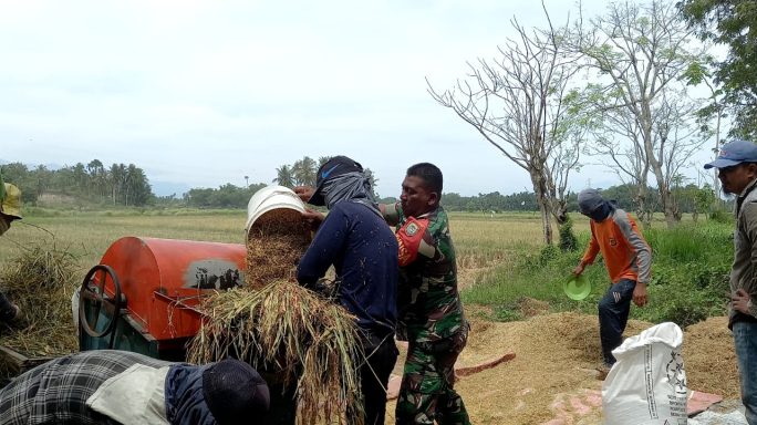 Babinsa Koramil 08/Gandapura Bantu Petani Rontokkan Padi