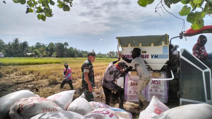 Gunakan Alsintan, Babinsa Simpang Ulim Bantu Petani Panen Padi