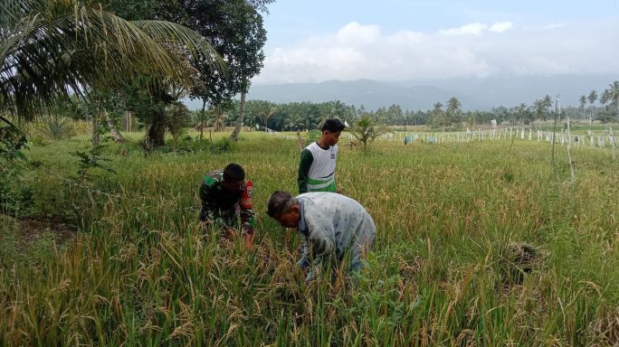 Babinsa Turun ke Sawah Bantu Petani Panen Padi