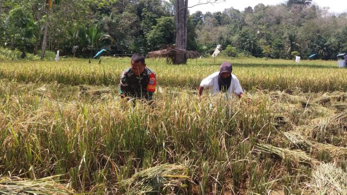Tugas Mulia, Babinsa Turun Sawah Dampingi Petani Panen Padi