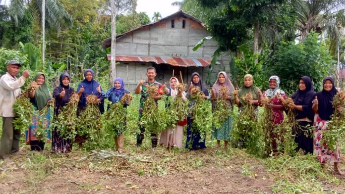 Babinsa Koramil 03/Kaway XVI Bantu Kelompok Wanita Tani (KWT) Bunga Melati Panen Kacang Tanah