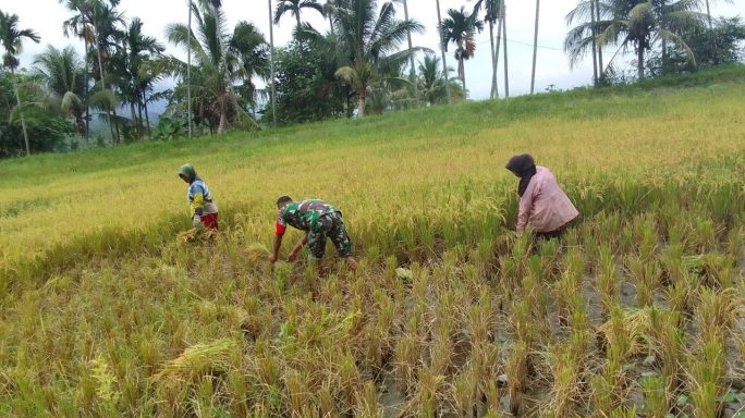 Tingkatkan Swasembada Pangan, Babinsa Turun Ke Sawah Bantu Panen Padi