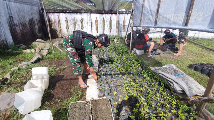 Satgas Yonif RK 115/ML Menyiapkan Bantuan 5.400 Bibit Kopi Yang Siap Tanam