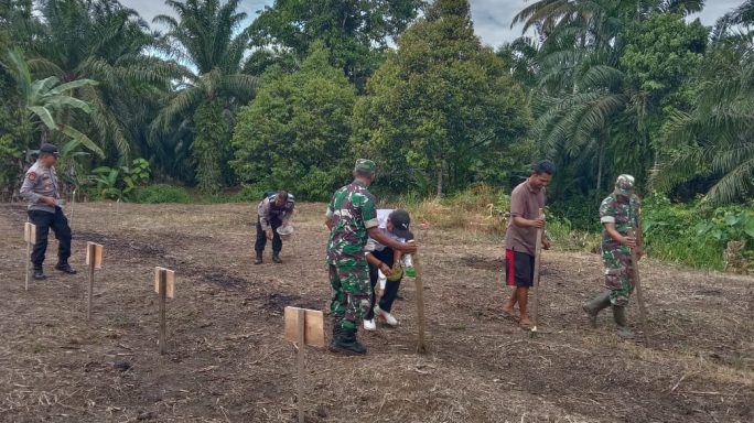 Muspika Trumon Timur Tanam Jagung di Lahan Demplot Koramil 09/Trumon Tengah